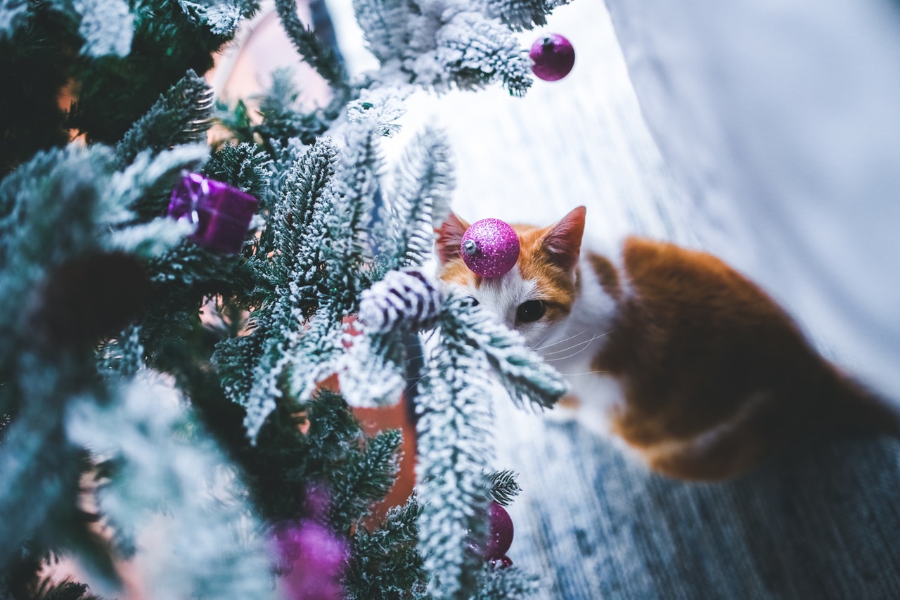 So wird die Weihnachtszeit auch für Ihr Haustier zum Fest!